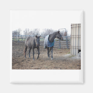 Aimant Chevaux De Ferme De Grange