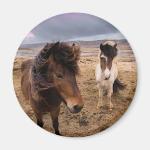 Aimant Chevaux de l'Islande