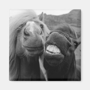 Aimant Chevaux de sourire des images de Getty
