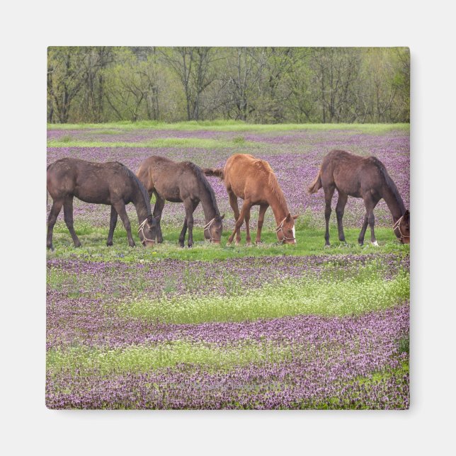 Aimant Chevaux de Thoroughbred dans le champ de fleurs d' (Devant)