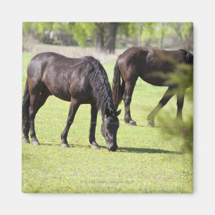 Aimant chevaux frôlant à une ferme de cheval