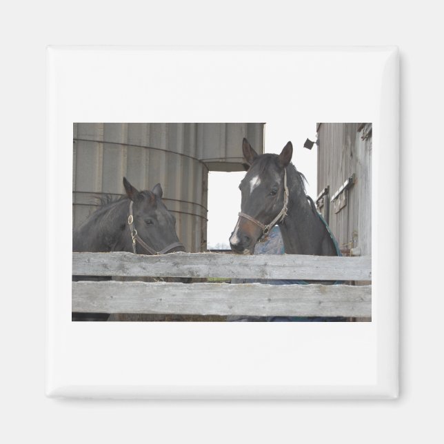 Aimant Chevaux noirs/Ranch (Devant)