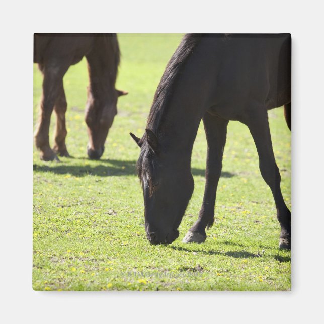 Aimant Chevaux pâturant 2 (Devant)
