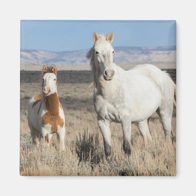 Aimant Chevaux sauvages chez eux dans le bassin de Sandwa (Devant)