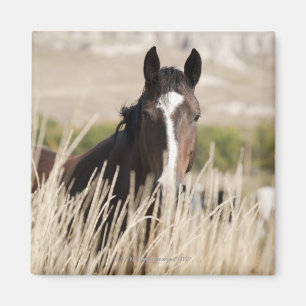 Aimant Chevaux sauvages dans le Dakota du Sud