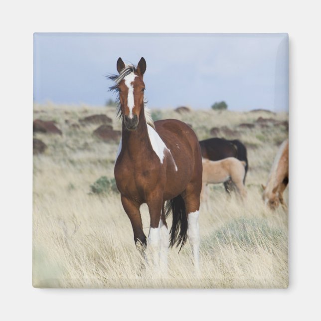 Aimant Chevaux sauvages, montagnes Steens (Devant)