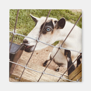Aimant chèvre aux yeux bleus