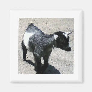 Aimant Chèvre de bébé