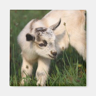 Aimant Chèvre de bébé mignonne