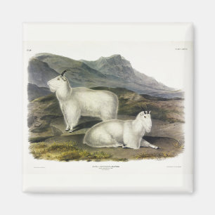 Aimant Chèvre de montagne (Capra Americana par Audubon)