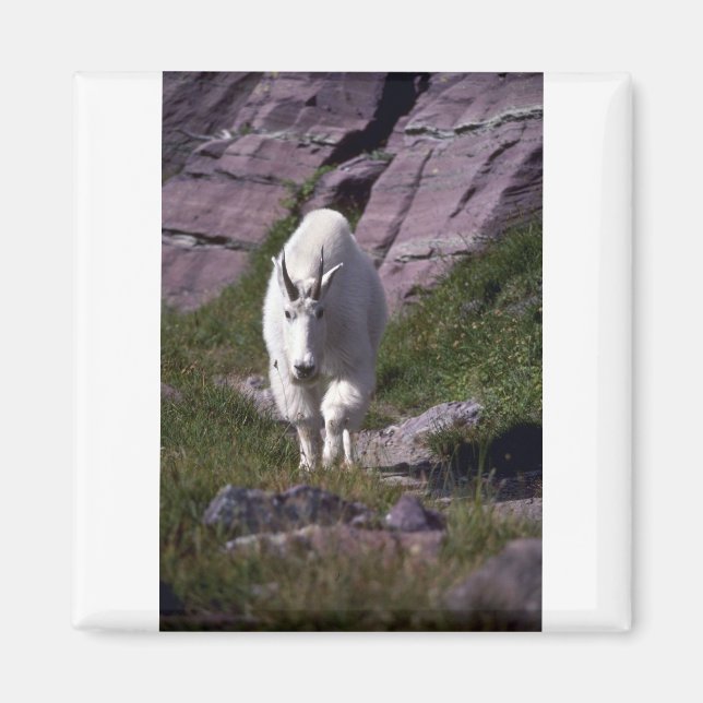 Aimant Chèvre des montagnes rocheuses (Devant)
