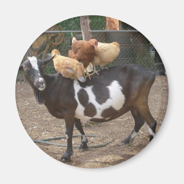 Aimant Chèvre taxi (Devant)