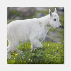 Aimant Chevreau au col Logan dans Glacier