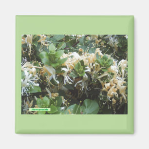 Aimant Chèvrefeuille en fleurs