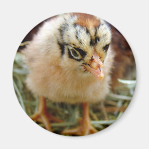 Aimant Chick