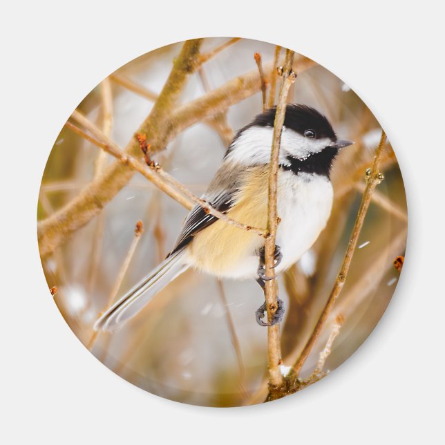 Aimant Chickadee au plafond noir - Photo originale (Devant)