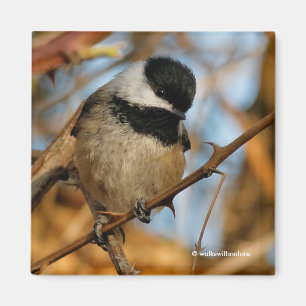 Aimant Chickadee Songbird, Joli Espérant