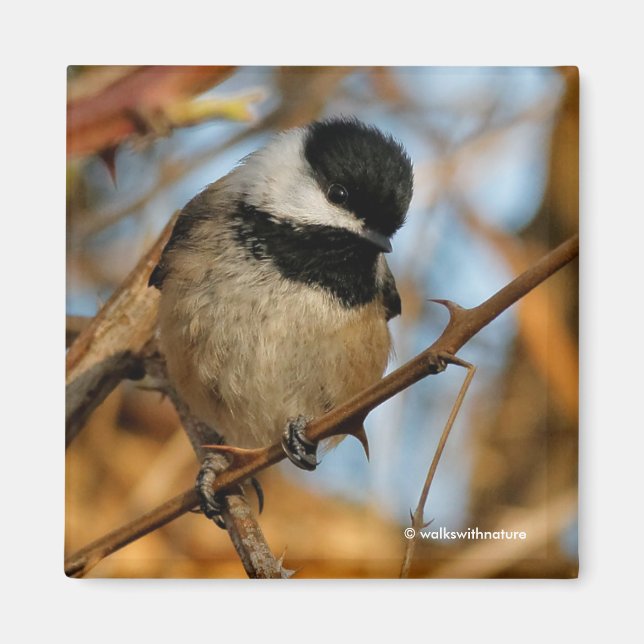 Aimant Chickadee Songbird, Joli Espérant (Devant)