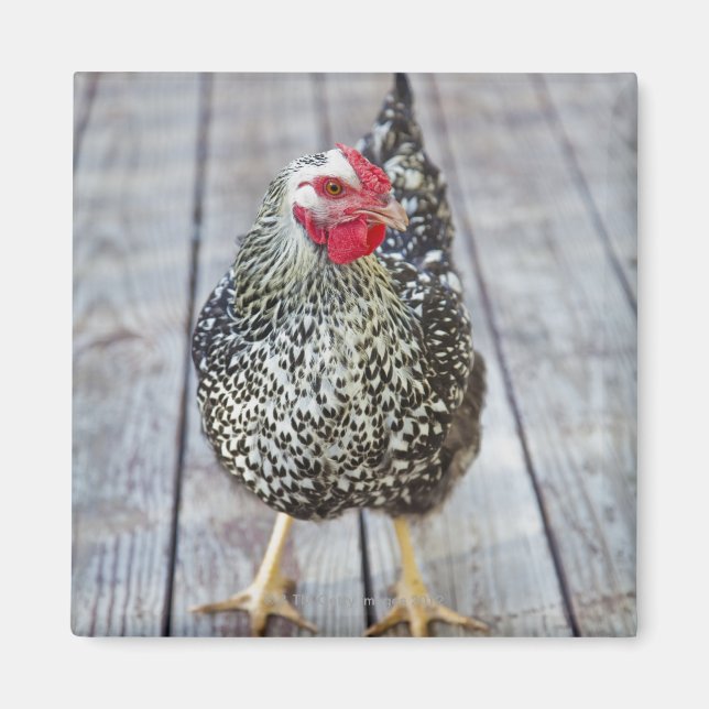 Aimant Chicken on deck, Silver Laced Wyandotte (Devant)