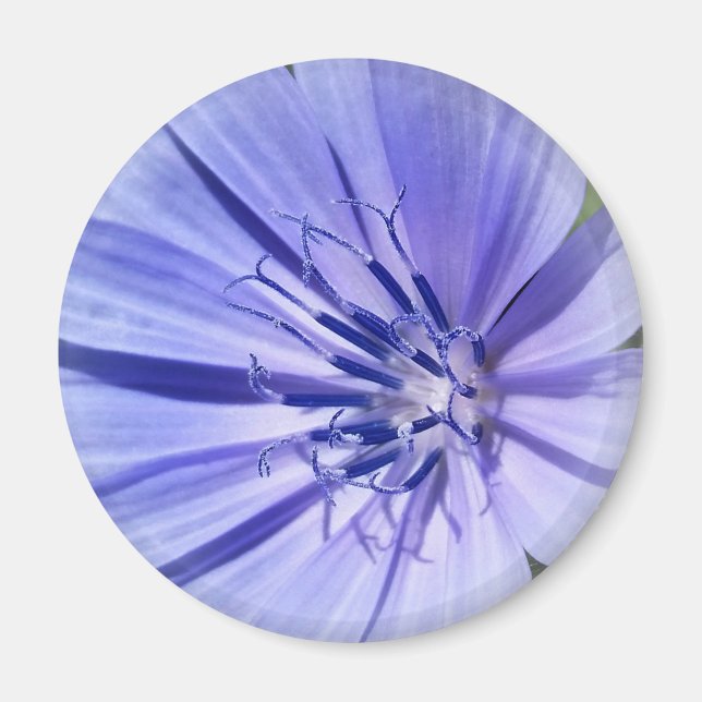 Aimant chicorée bleu pourpre (Devant)