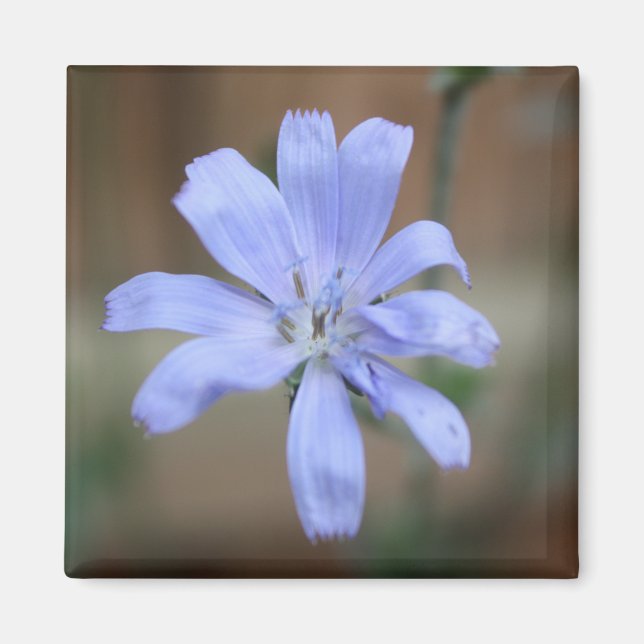Aimant Chicorée (Cichorium intybus) (Devant)