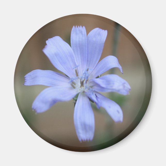Aimant Chicorée (Cichorium intybus) (Devant)
