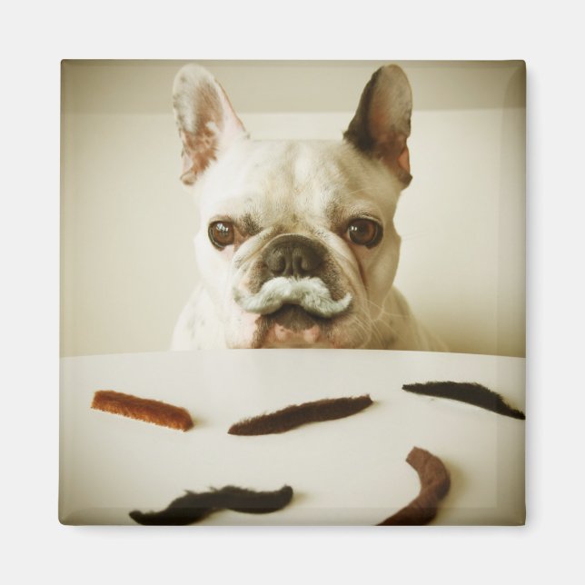 Aimant Chien À Balle Français Avec Moustache (Devant)