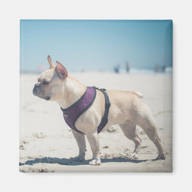 Aimant Chien À La Plage (Devant)