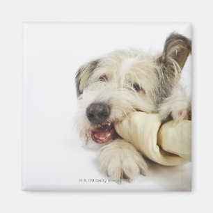 Aimant Chien à mâcher sur l'os de raifort