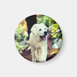 Aimant Chien, Animal de compagnie, Canine