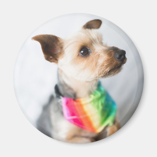 Aimant Chien arc-en-ciel gay pride | Yorkshire Terrier (Devant)