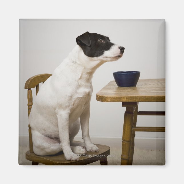 Aimant Chien assis sur une chaise devant un bol sur (Devant)
