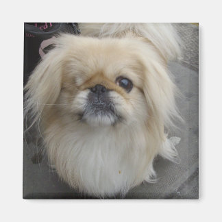 Aimant chien aux yeux