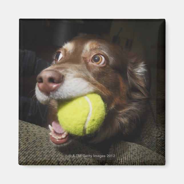 Aimant Chien avec balle de tennis (Devant)