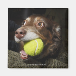 Aimant Chien avec de la balle de tennis