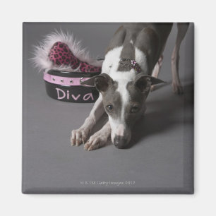 Aimant Chien avec la cuvette de diva, plancher de