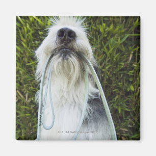 Aimant Chien avec la laisse dans la bouche