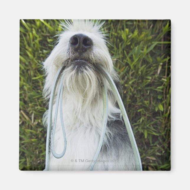 Aimant Chien avec laisse dans la bouche (Devant)