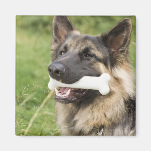 Aimant Chien avec l'os