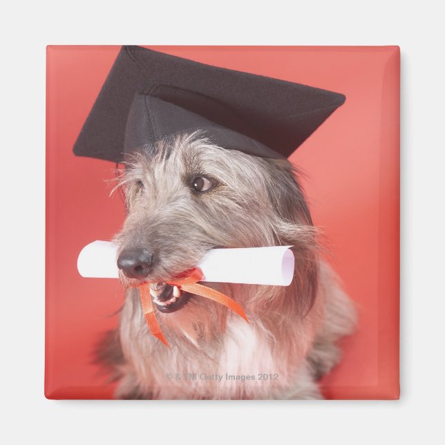 Aimant Chien avec mortier et diplôme (Devant)