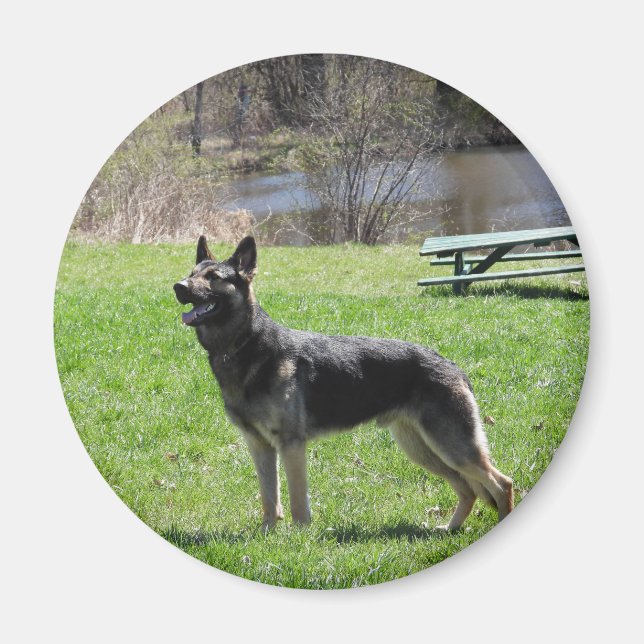 Aimant Chien berger allemand (Devant)