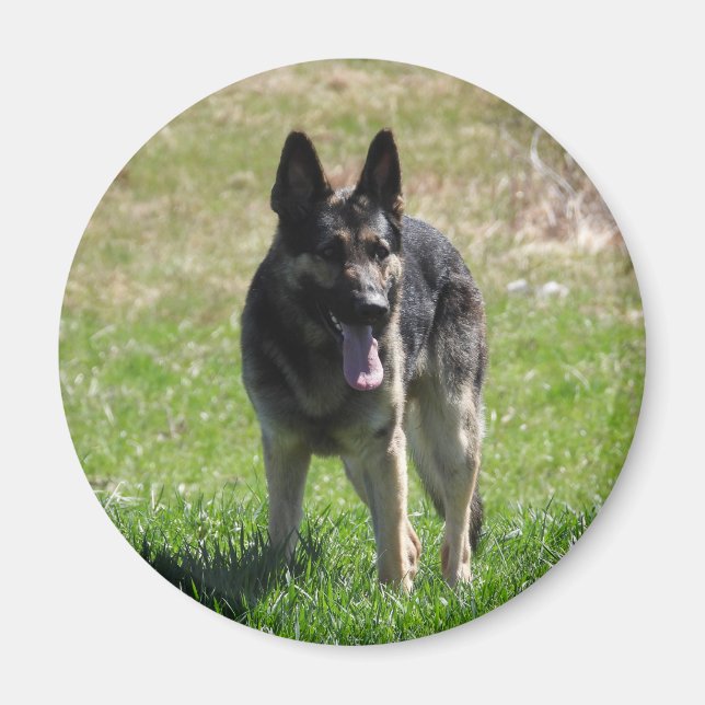 Aimant Chien berger allemand (Devant)