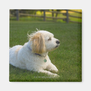 Aimant Chien blanc