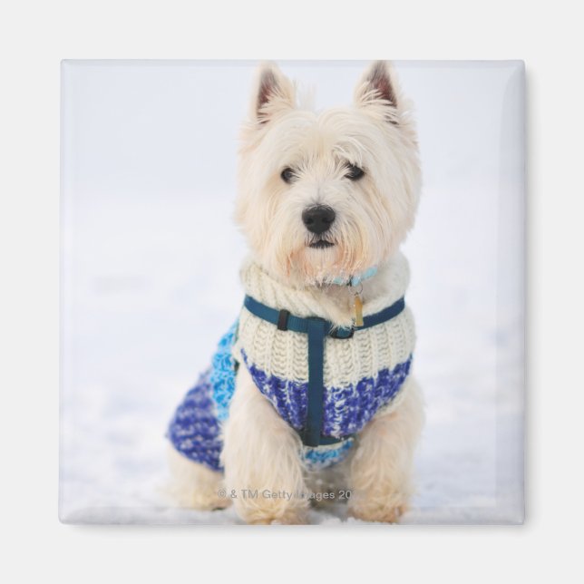 Aimant Chien blanc vêtu dans la neige. (Devant)