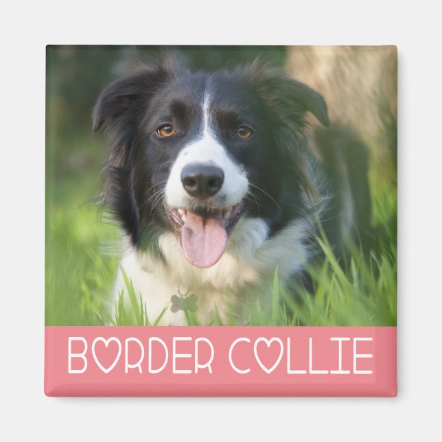 Aimant Chien Border Collie Bébé Noir Et Blanc Rose (Devant)