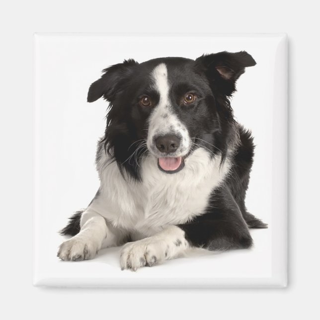Aimant Chien Border Collie chiot noir et blanc (Devant)