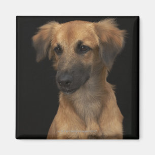Aimant Chien Brown de resuce avec le nez noir sur le noir
