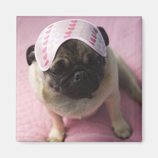 Aimant chien carlin avec masque oculaire sur la tête assi (Devant)