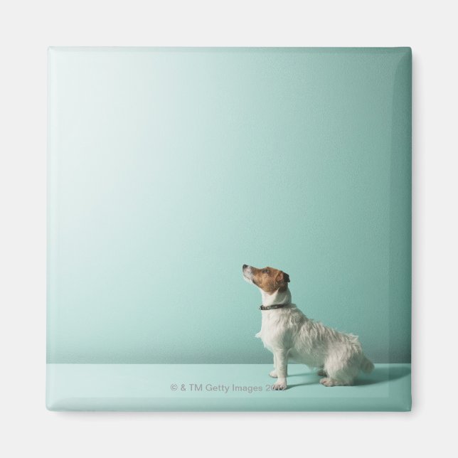 Aimant chien cherchant dans l'espace (Devant)