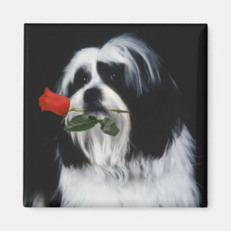 Aimant Chien Chih Tzu
